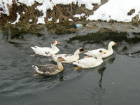 Пятеро гусей плывут по оросительному каналу с заснеженными берегами