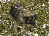 Пёс на опавших листьях тутовника