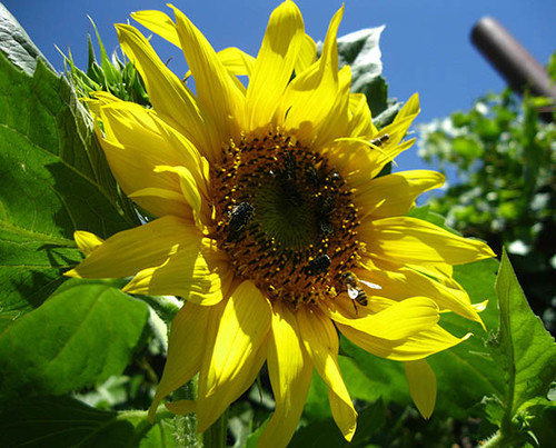 Подсолнух на солнце Подсолнух на солнце