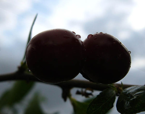 Вишня, спелая вишня