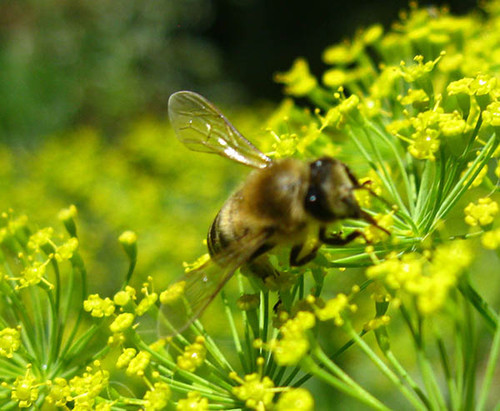 Пчела трудяга