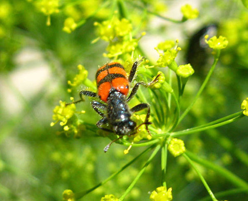 В ярко-красной расцветке жучок на укропе