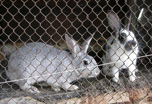 Клетка с кроликами