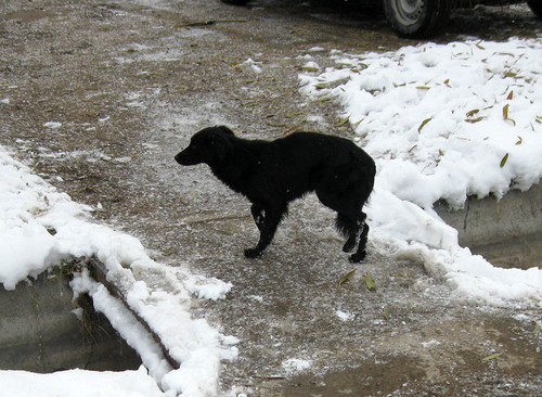 Подмерзающая от наступивших холодов дворняга