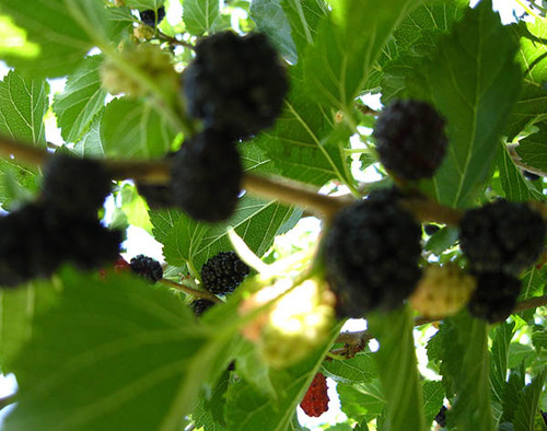 Зелёные и спелые плоды тутовника