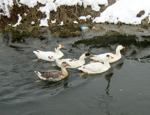 Пятеро гусей плывут по оросительному каналу с заснеженными берегами