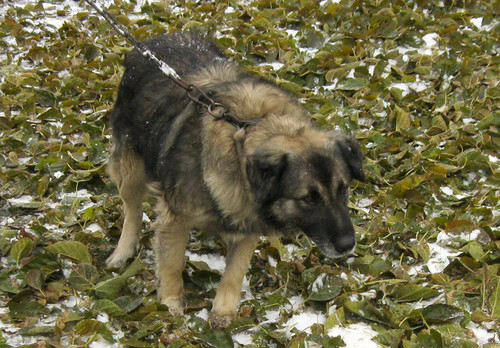 Пёс на опавших листьях тутовника